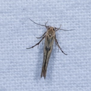 Stathmopodidae (family) at Melba, ACT - 18 Nov 2020 11:25 PM