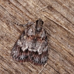 Spectrotrota fimbrialis at Melba, ACT - 18 Nov 2020 11:32 PM