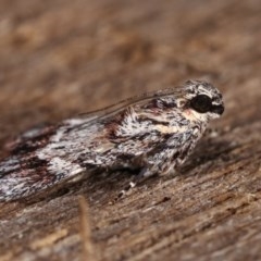 Spectrotrota fimbrialis at Melba, ACT - 18 Nov 2020 11:32 PM