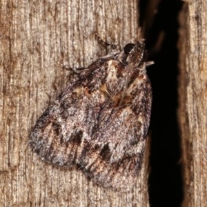 Spectrotrota fimbrialis at Melba, ACT - 18 Nov 2020