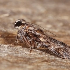 Spectrotrota fimbrialis at Melba, ACT - 18 Nov 2020