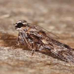 Spectrotrota fimbrialis at Melba, ACT - 18 Nov 2020 11:30 PM