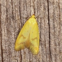 Aeolothapsa malacella (A Concealer moth) at Melba, ACT - 18 Nov 2020 by kasiaaus
