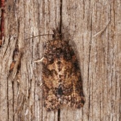 Isochorista (genus) at Melba, ACT - 18 Nov 2020 11:34 PM