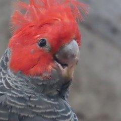 Callocephalon fimbriatum (Gang-gang Cockatoo) at Deakin, ACT - 15 Dec 2020 by roymcd