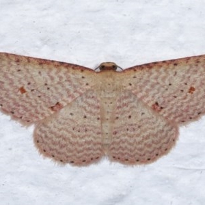 Epicyme rubropunctaria at Melba, ACT - 18 Nov 2020