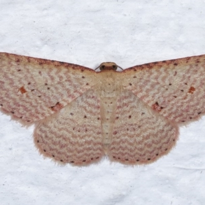 Epicyme rubropunctaria (Red-spotted Delicate) at Melba, ACT - 18 Nov 2020 by kasiaaus