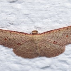 Epicyme rubropunctaria at Melba, ACT - 18 Nov 2020