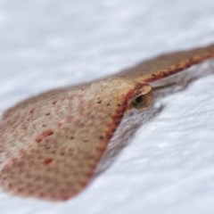 Epicyme rubropunctaria at Melba, ACT - 18 Nov 2020