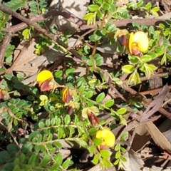 Bossiaea buxifolia at Cook, ACT - 21 Oct 2020 09:35 AM