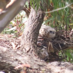 Accipiter fasciatus at Red Hill, ACT - 21 Nov 2020