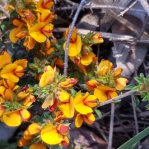 Pultenaea procumbens at Cook, ACT - 15 Oct 2020 08:10 AM