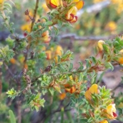 Pultenaea procumbens at Cook, ACT - 15 Oct 2020 08:10 AM