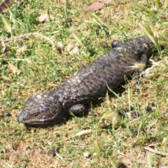 Tiliqua rugosa (Shingleback Lizard) at Nangus, NSW - 24 Nov 2005 by abread111