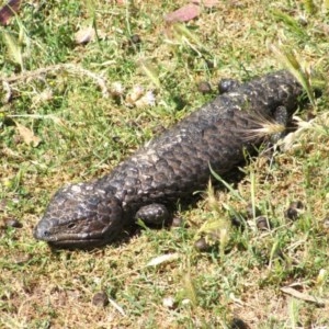 Tiliqua rugosa at Nangus, NSW - 24 Nov 2005