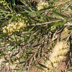 Callistemon sieberi at Jones Creek, NSW - 16 Nov 2005