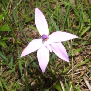 Glossodia major at Nangus, NSW - suppressed