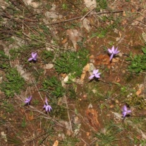 Glossodia major at Nangus, NSW - suppressed