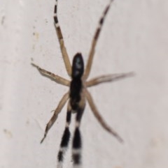 Cycloctenus sp. (genus) (Scuttling Spider) at Evatt, ACT - 15 Dec 2020 by Thurstan