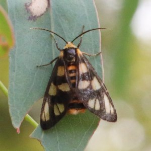 Amata (genus) at O'Connor, ACT - 15 Dec 2020 03:25 PM