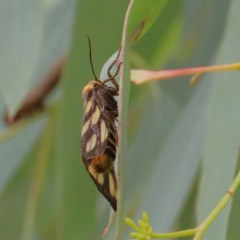 Amata (genus) at O'Connor, ACT - 15 Dec 2020 03:25 PM