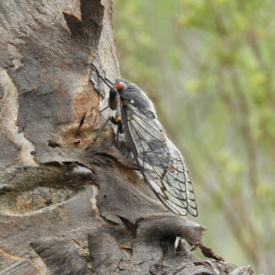 Psaltoda moerens (Redeye cicada) at Kambah, ACT - 10 Dec 2020 by MatthewFrawley