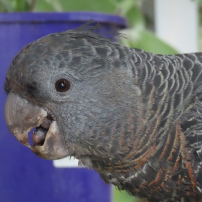 Callocephalon fimbriatum (Gang-gang Cockatoo) at Griffith, ACT - 16 Dec 2020 by roymcd