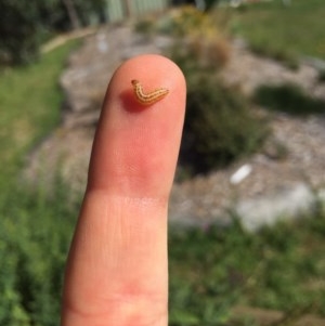 Lepidoptera unclassified IMMATURE moth at Hackett, ACT - 14 Dec 2020