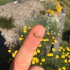 Lepidoptera unclassified IMMATURE moth at Hackett, ACT - 14 Dec 2020