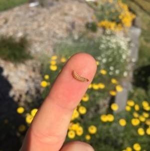 Lepidoptera unclassified IMMATURE moth at Hackett, ACT - 14 Dec 2020