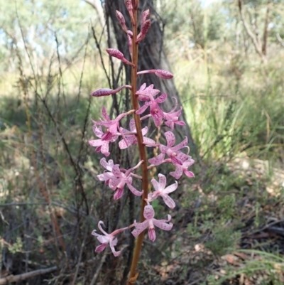 Dipodium roseum (Rosy Hyacinth Orchid) at Cook, ACT - 11 Dec 2020 by CathB