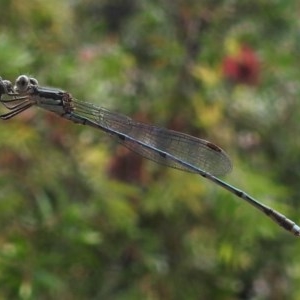 Austrolestes leda at Wanniassa, ACT - 16 Dec 2020