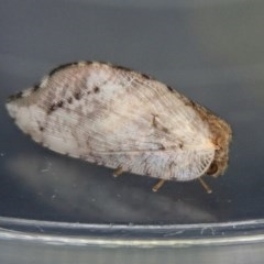 Drepanacra binocula (Notched brown lacewing) at Aranda Bushland - 11 Dec 2020 by CathB