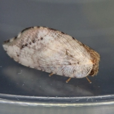 Drepanacra binocula (Notched brown lacewing) at Cook, ACT - 11 Dec 2020 by CathB