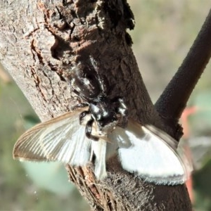 Sandalodes scopifer at Holt, ACT - 11 Dec 2020