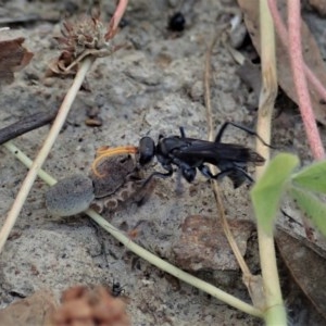 Fabriogenia sp. (genus) at Holt, ACT - 9 Dec 2020