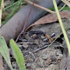 Fabriogenia sp. (genus) at Holt, ACT - 9 Dec 2020