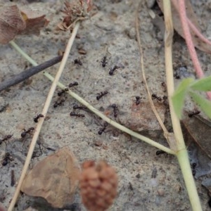 Fabriogenia sp. (genus) at Holt, ACT - 9 Dec 2020