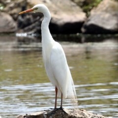 Ardea plumifera (Plumed Egret) at Moss Vale, NSW - 16 Dec 2020 by Snowflake