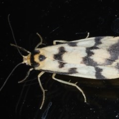 Tigrioides alterna (Alternating Footman) at Ainslie, ACT - 15 Dec 2020 by jb2602