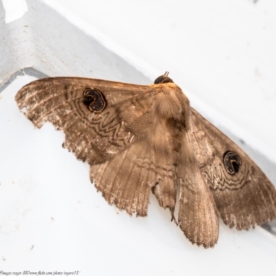 Dasypodia selenophora (Southern old lady moth) at Acton, ACT - 14 Dec 2020 by Roger