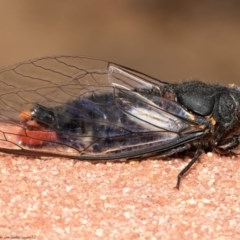 Yoyetta timothyi (Brown Firetail Cicada) at ANBG - 14 Dec 2020 by Roger