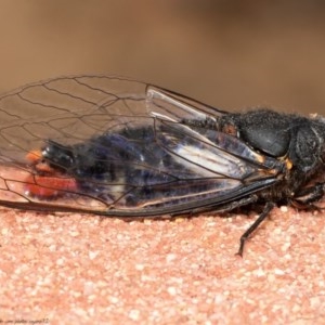 Yoyetta timothyi at Acton, ACT - 15 Dec 2020