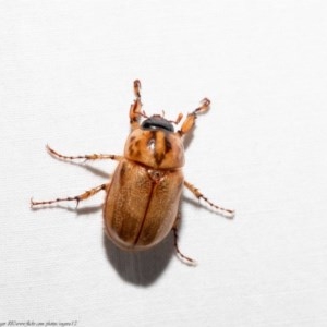 Cyclocephala signaticollis at Macgregor, ACT - 12 Dec 2020