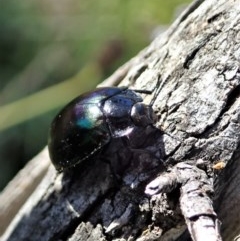 Hemicyclus punctulatus (Darkling beetle) at Cook, ACT - 9 Dec 2020 by CathB