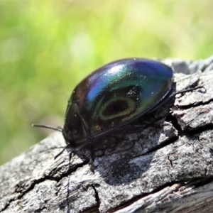 Hemicyclus punctulatus at Cook, ACT - 9 Dec 2020