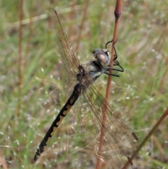 Hemicordulia tau (Tau Emerald) at Cook, ACT - 11 Dec 2020 by CathB