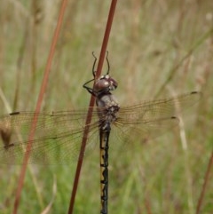 Hemicordulia tau at Cook, ACT - 11 Dec 2020