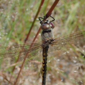 Hemicordulia tau at Cook, ACT - 11 Dec 2020