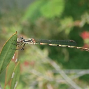 Austrolestes leda at Cook, ACT - 14 Dec 2020